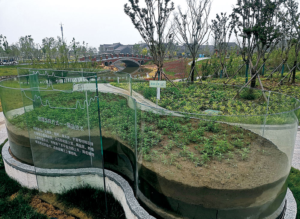 科技匠心绘就生态桃花源——连云港园博园盐碱地生态修复的探索与实践